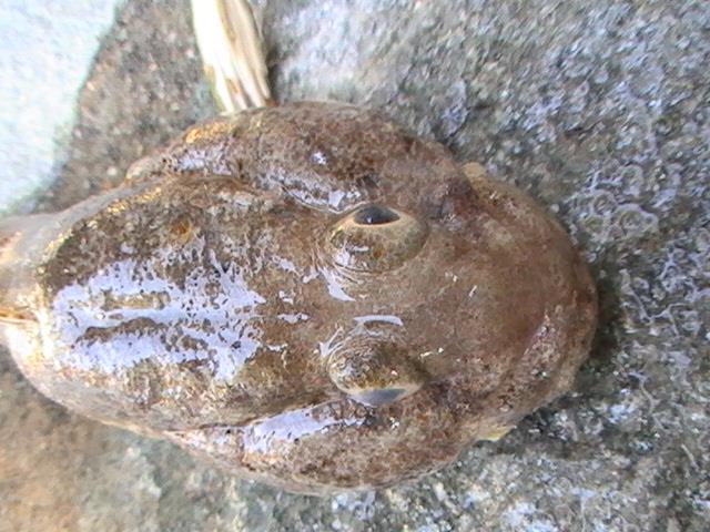 capturi grecia  - pic3484.JPG